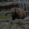 Wilderness Awareness & Bear Aware